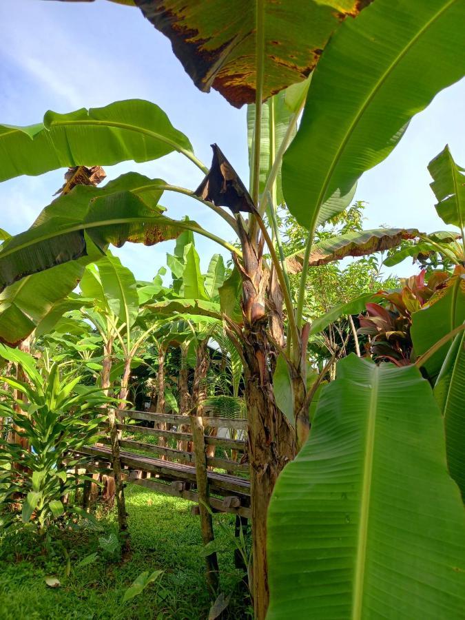 Banana Grove El Nido Hotell Exteriör bild